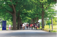 銀杏並木
