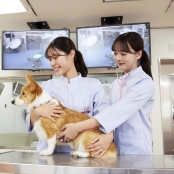 大阪ペピイ動物看護専門学校 4/19(土) 身体検査をしてカルテを書こう