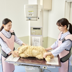 動物のレントゲンってどう撮るの？