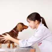 大阪ペピイ動物看護専門学校 老齢犬の看護を学ぼう