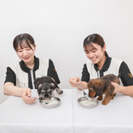 仔犬のお世話