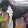 東京ブレーメン動物専門学校の写真