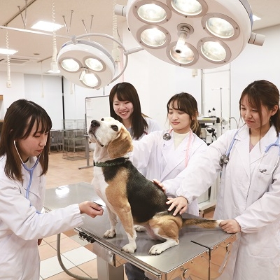 動物生命薬科学科
