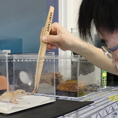 爬虫類・両生類ビジネス学科