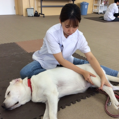 動物看護師・リハビリ介護学科